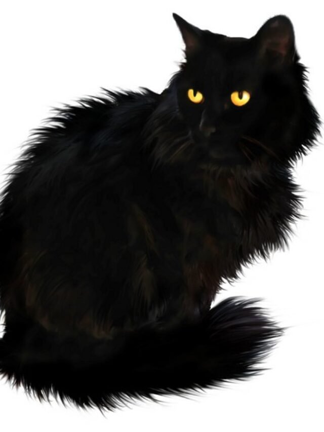 black-cat-